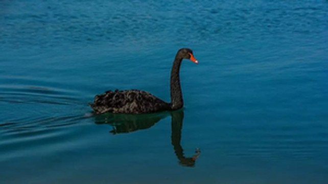 珀斯游记图文-孤单的黑天鹅--珀斯