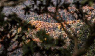 层林尽染米仓山