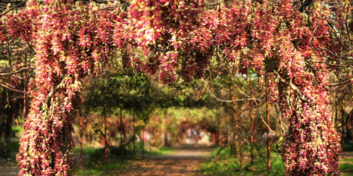 清遠市(市花)禾雀花基地
