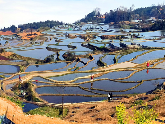 云南旅游:元阳哈尼梯田全景大扫描(图)
