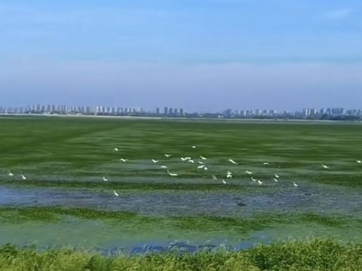 黄陂湖湿地