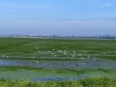 黄陂湖湿地-庐江