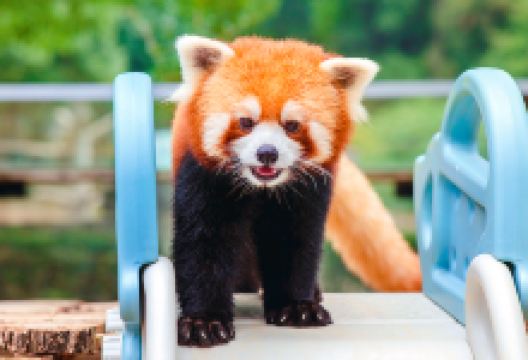 武汉九峰森林动物园景点图片