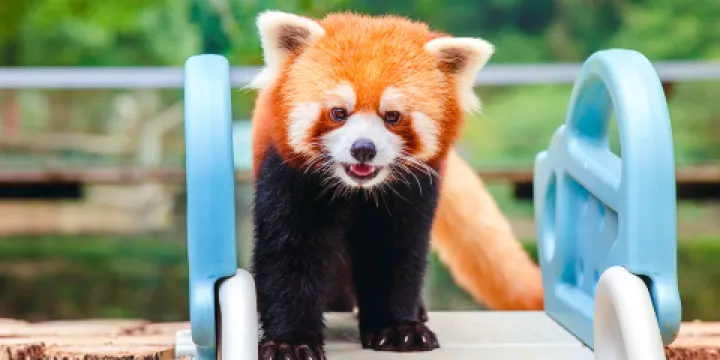 武漢九峰森林動物園