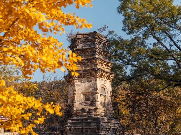 北京赏银杏