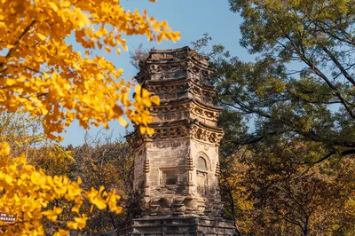 北京赏银杏