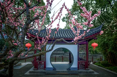 上海赏梅花