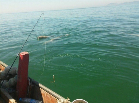 长岛有家小冷海钓渔家乐，海鲜做法一绝，来他家吃饭的人踏破门槛