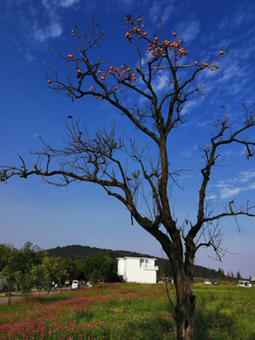 嘉兴2020年秋:海宁市盐官观潮公园-海盐县南北湖-绮园行迹