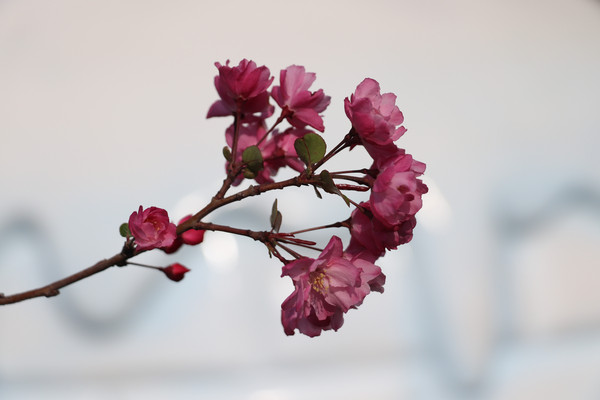 昆明春季赏花指南