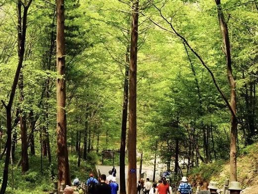 剑南春森林公园