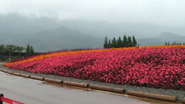 雪山花海乐园旅行图片 3