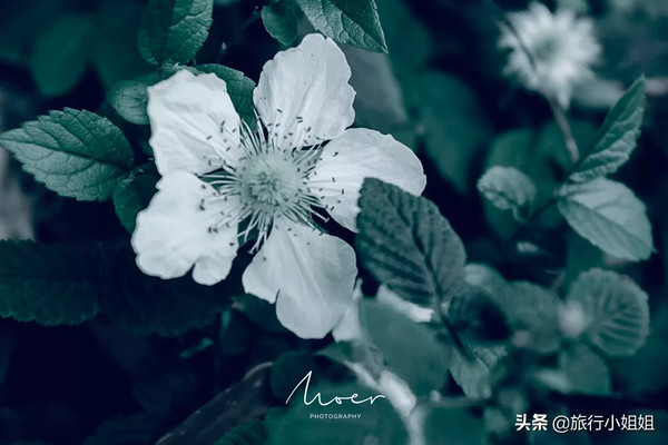 每年无数游客前去探访的隐世竹林,竟然在溧阳