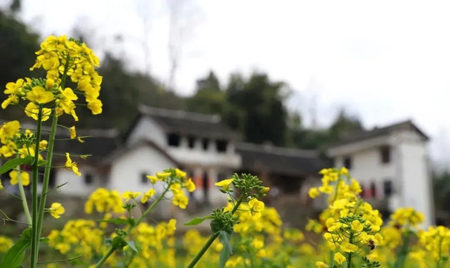 乡游黔中&#183;黔西市 解放村丨“柳岸水乡”春意浓，油菜花开踏春来