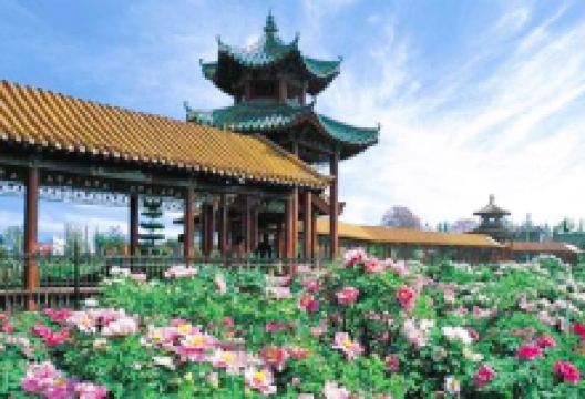 古今牡丹园景点图片