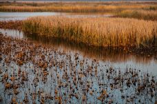 白洋淀风景区-雄县