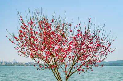 杭州赏桃花