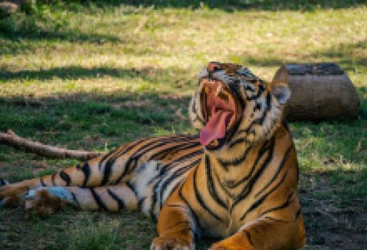 瓜达拉哈拉动物园景点图片