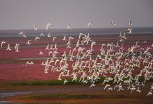 鄱阳湖大草原景区-无念岛景点图片
