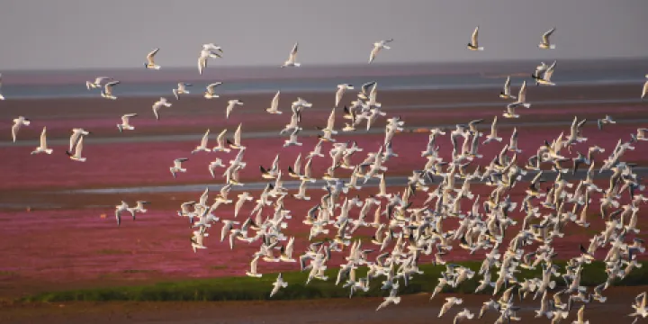 鄱陽湖大草原景區-無念島