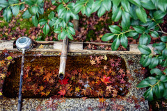姬路市游记图片] 关西晚秋，赴一场红叶狩之约，京都-姬路-宇治-奈良，醉在枫色烂漫时