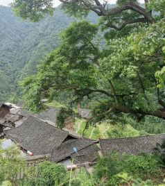 郎德镇游记图文-山水美如画，尽在生态苗寨：贵州雷山乌肖苗寨印象