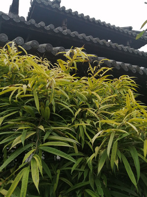 让北方人很羡慕的公园,植物五彩缤纷,这是南宁的5A级景区