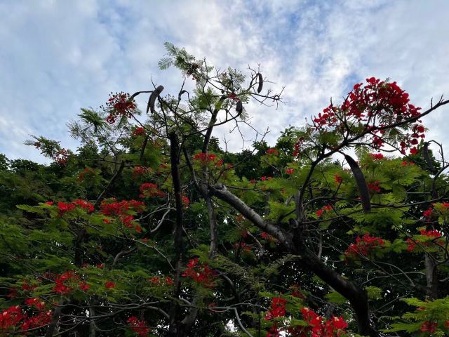 岐江公园旅行图片 3