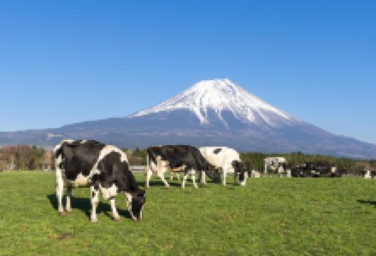 富士山牧场景点图片