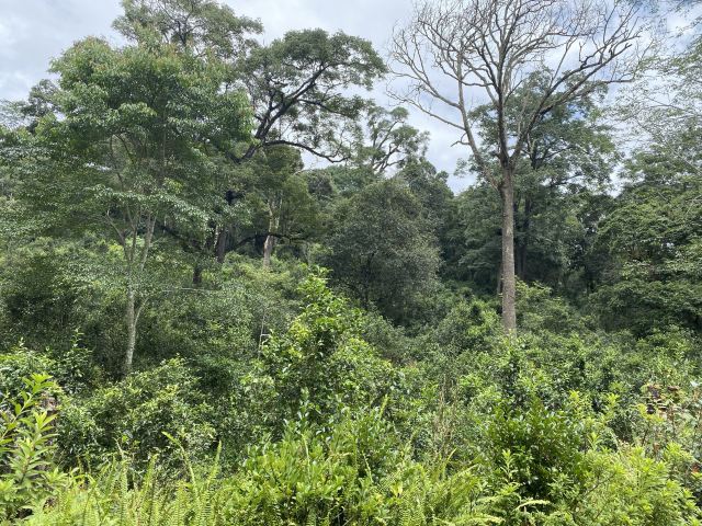 景迈千年万亩古茶园旅行图片 3