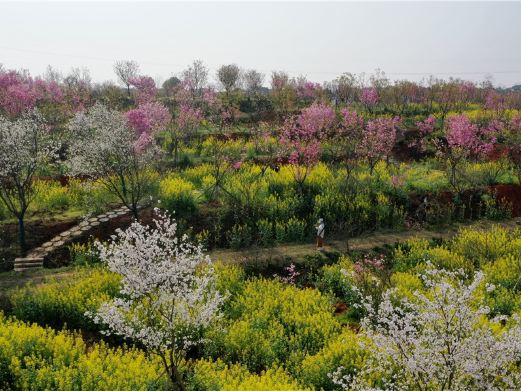 岳阳樱花园
