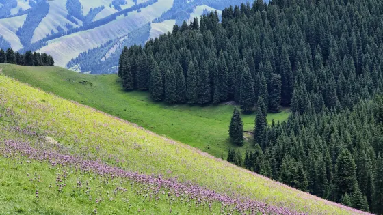 南山牧場