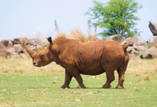 犀牛与狮子自然保护区景点图片