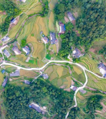 罗湖体育馆/梧桐山风景区游记图文-梧桐山上的梧桐树落了一只凤凰