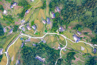 梧桐山上的梧桐树落了一只凤凰