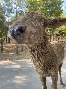 秦皇岛野生动物园-秦皇岛-YoYo_8D4I9M6V