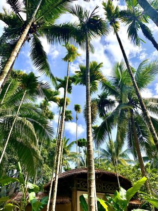 冬天的槟榔谷，温暖如春