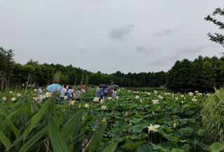 荷，从远古款款走来