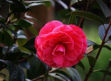 金殿公园赏花-昆明