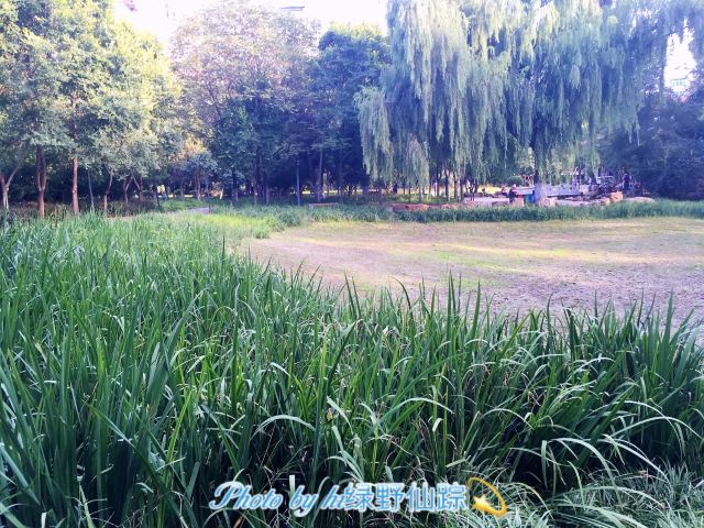 夏芳园旅行图片 8