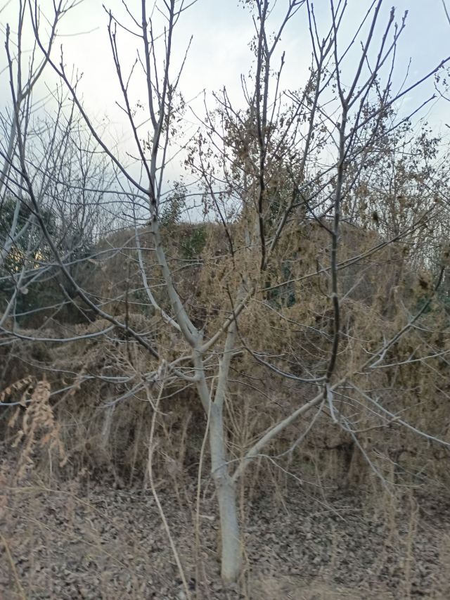 姜子牙墓旅行图片 1