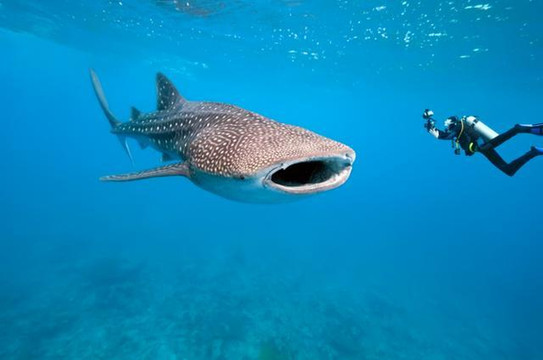 杜马盖地攻略——菲律宾的潜水教室