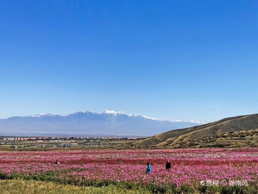 南山花海