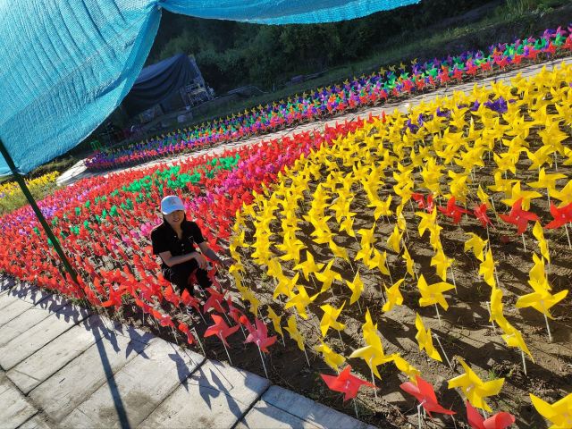 辽中蒲河稻乡稻田画景区旅行图片 1