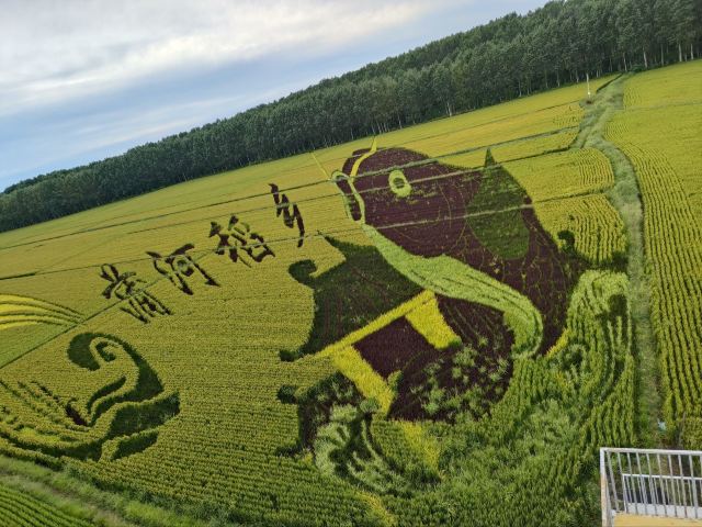 辽中蒲河稻乡稻田画景区旅行图片 12