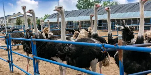 哈爾濱鴕鳥養殖觀光園