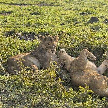 肯尼亚+坦桑尼亚13日12晚私家团