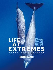 BBC EARTH极地生灵数字影像大展 - 郑州站