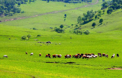 陇县游记图片] 关山草原登上央视，到底发生了什么？今秋最浪漫爱情故事来啦！