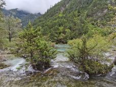 盆景滩-九寨沟-yangnizi